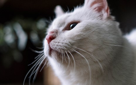 Kitty Kitty