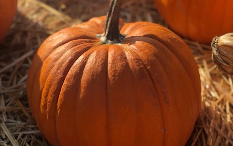 Der Herbst ist orange Der Herbst ist orange