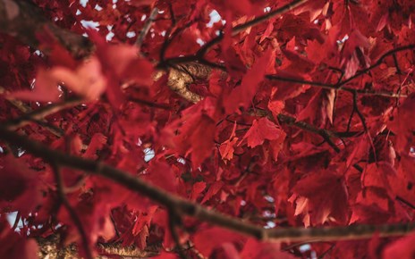 Feuerrotes Farbenspiel Feuerrotes Farbenspiel