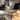 ROLF BENZ 952 ROLF BENZ 952