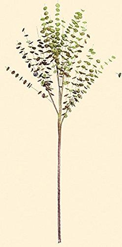 GILDE Deko-EUKALYPTUS 