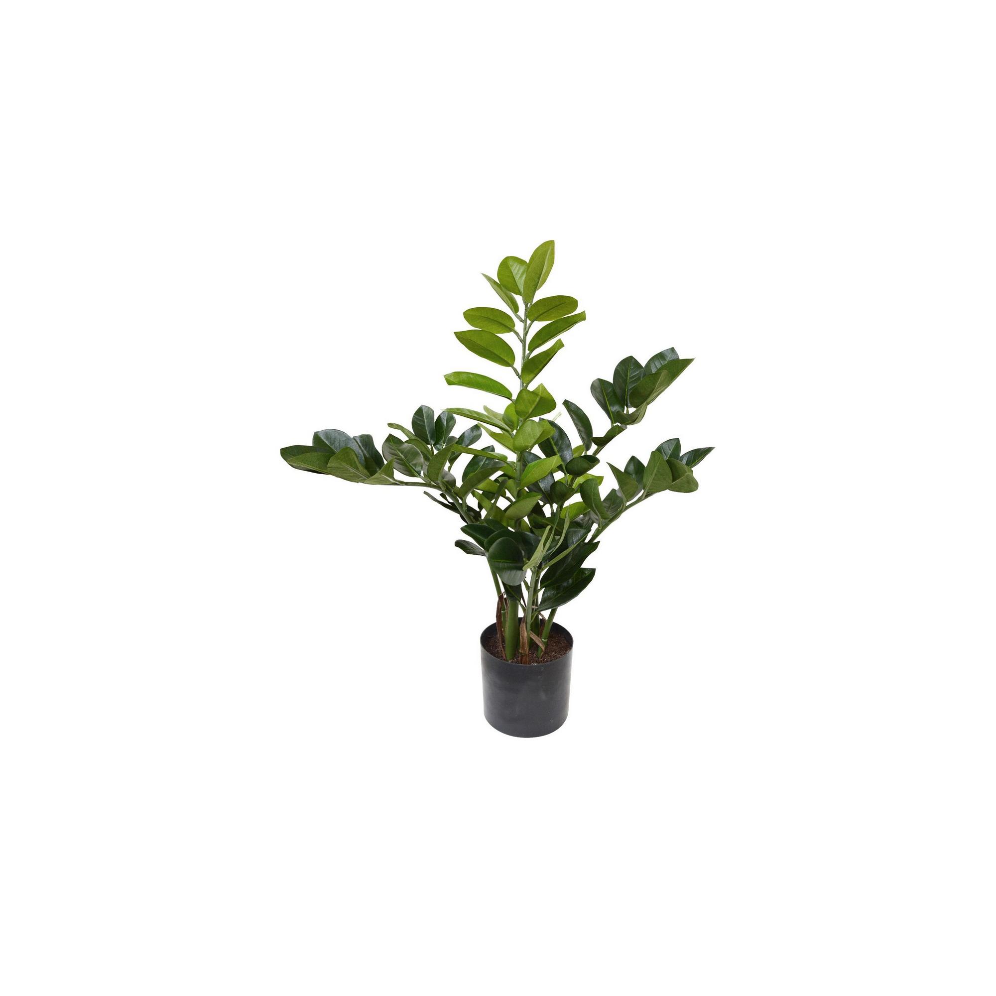 DIVERS Deko- ZAMIOCULCAS