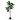 DIVERS FICUS ELASTICA